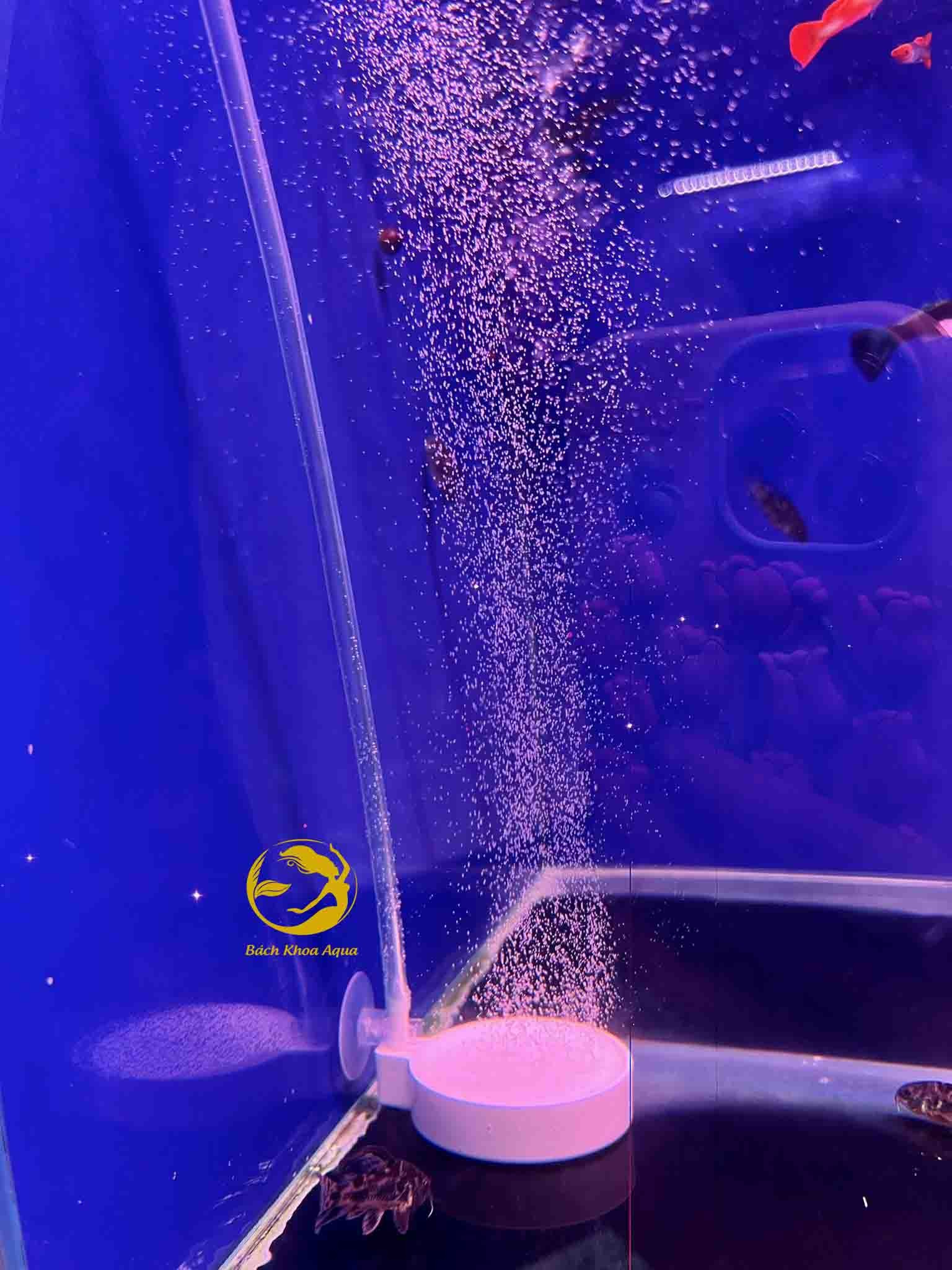 Đĩa sủi Oxy siêu mịn đủ size cho bể cá thủy sinh